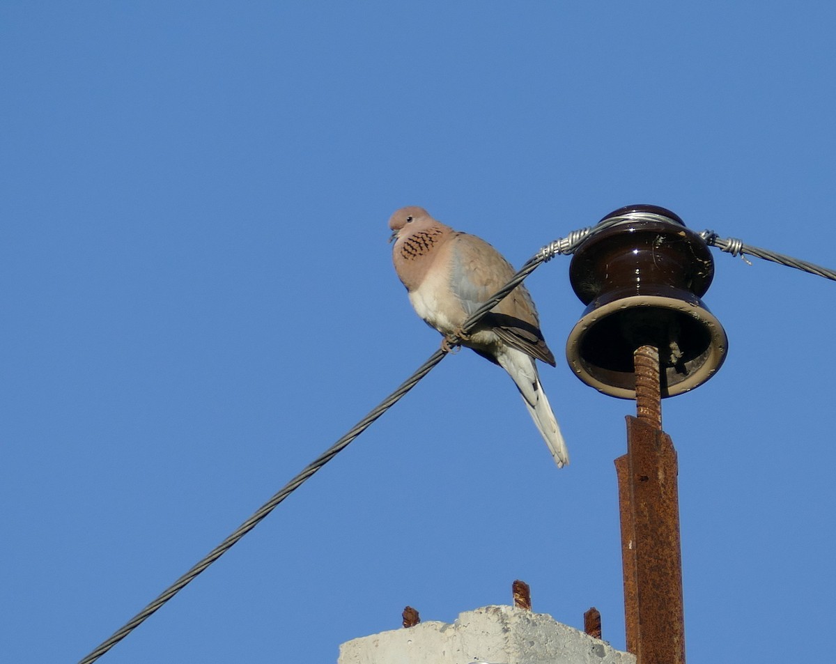 Laughing Dove - ML620540571