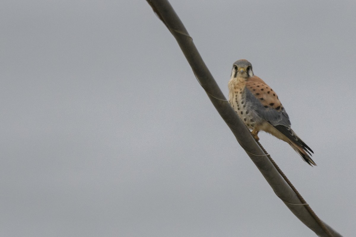 American Kestrel - ML620540572