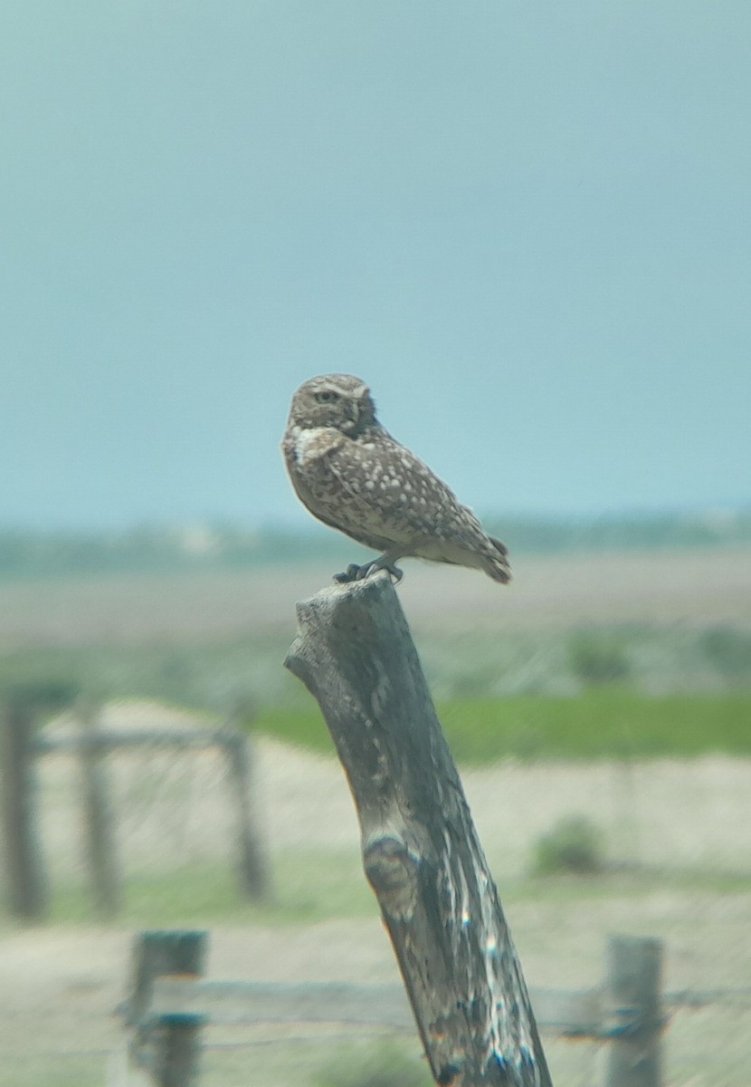 Burrowing Owl - ML620540573