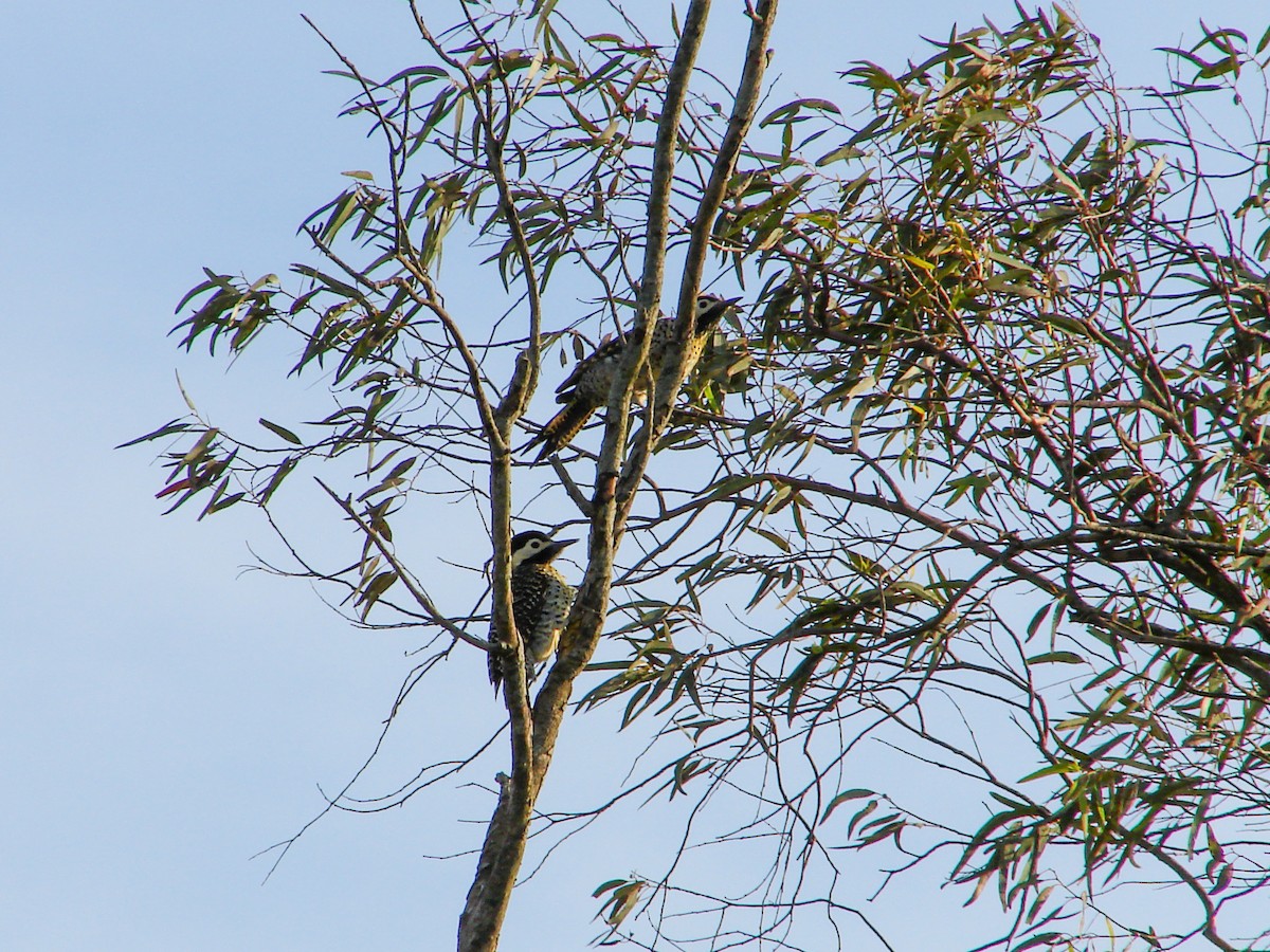 Green-barred Woodpecker - ML620540574