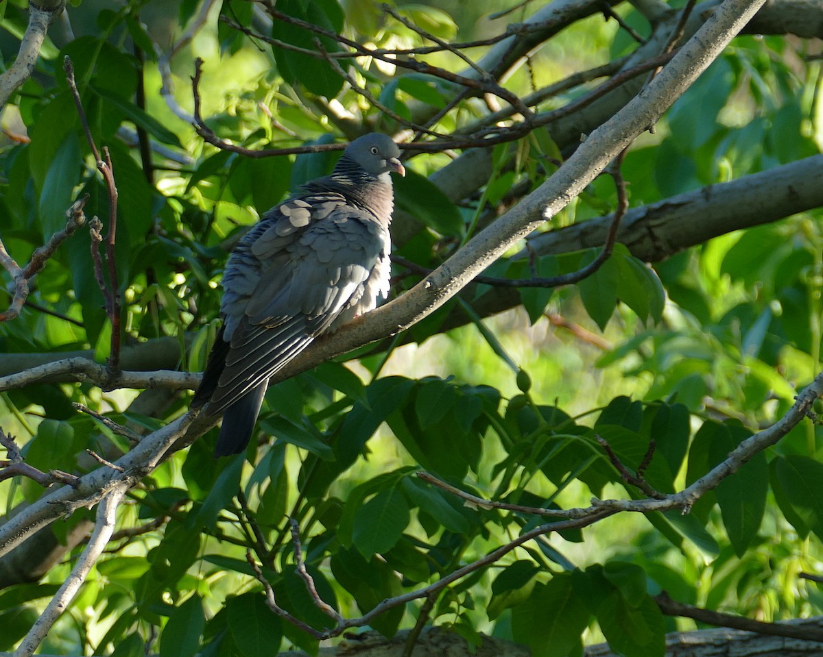 Common Wood-Pigeon (Cinnamon-necked) - ML620540580