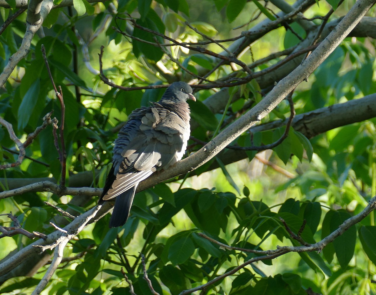 Common Wood-Pigeon (Cinnamon-necked) - ML620540581