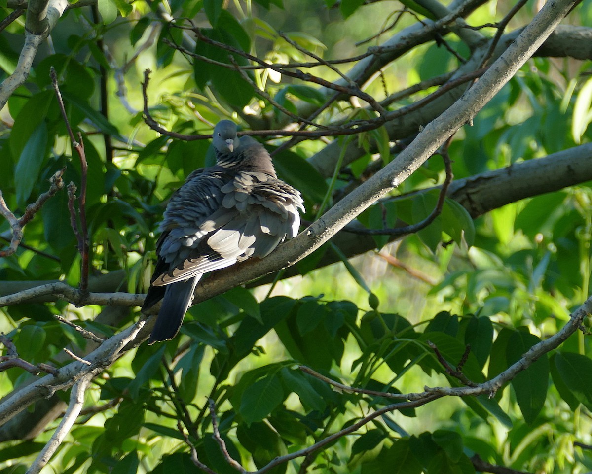 Common Wood-Pigeon (Cinnamon-necked) - ML620540582