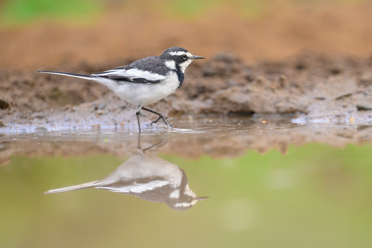 African Pied Wagtail - ML620540600