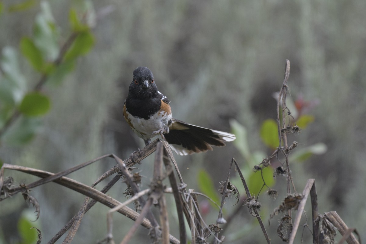 Spotted Towhee - ML620540601