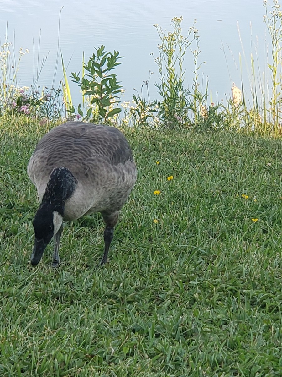 Canada Goose - ML620540603