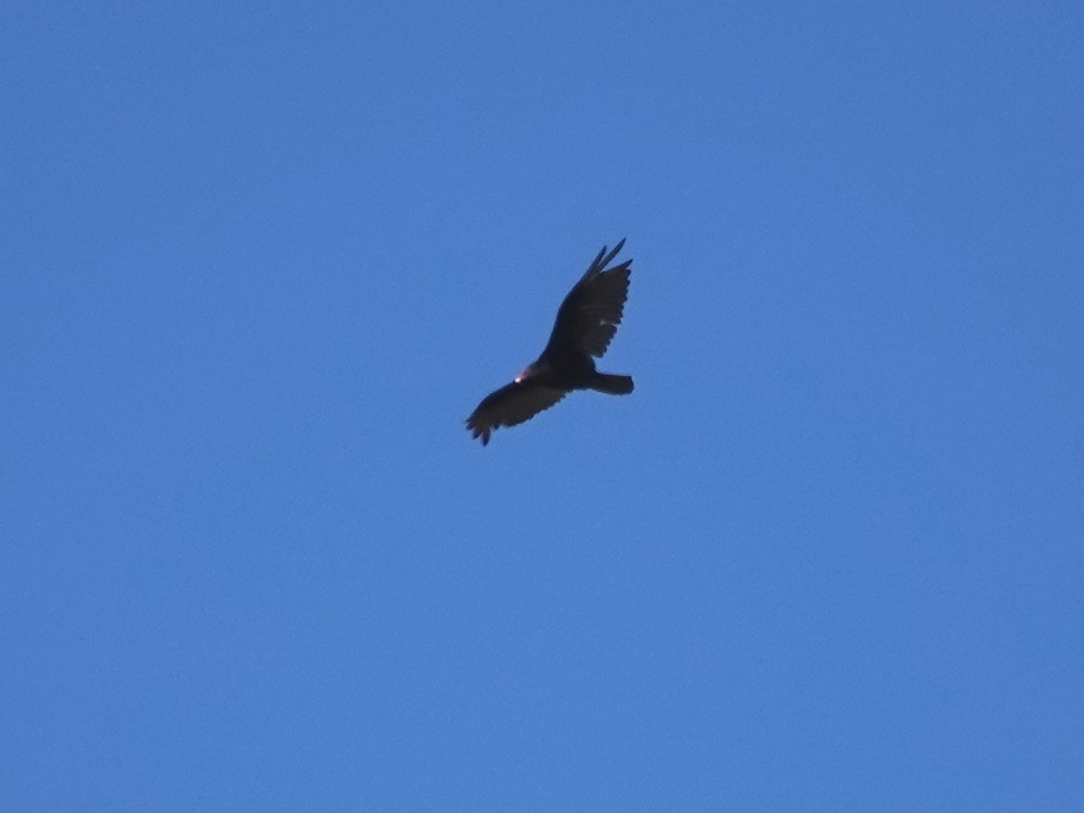 Turkey Vulture - Norman Uyeda