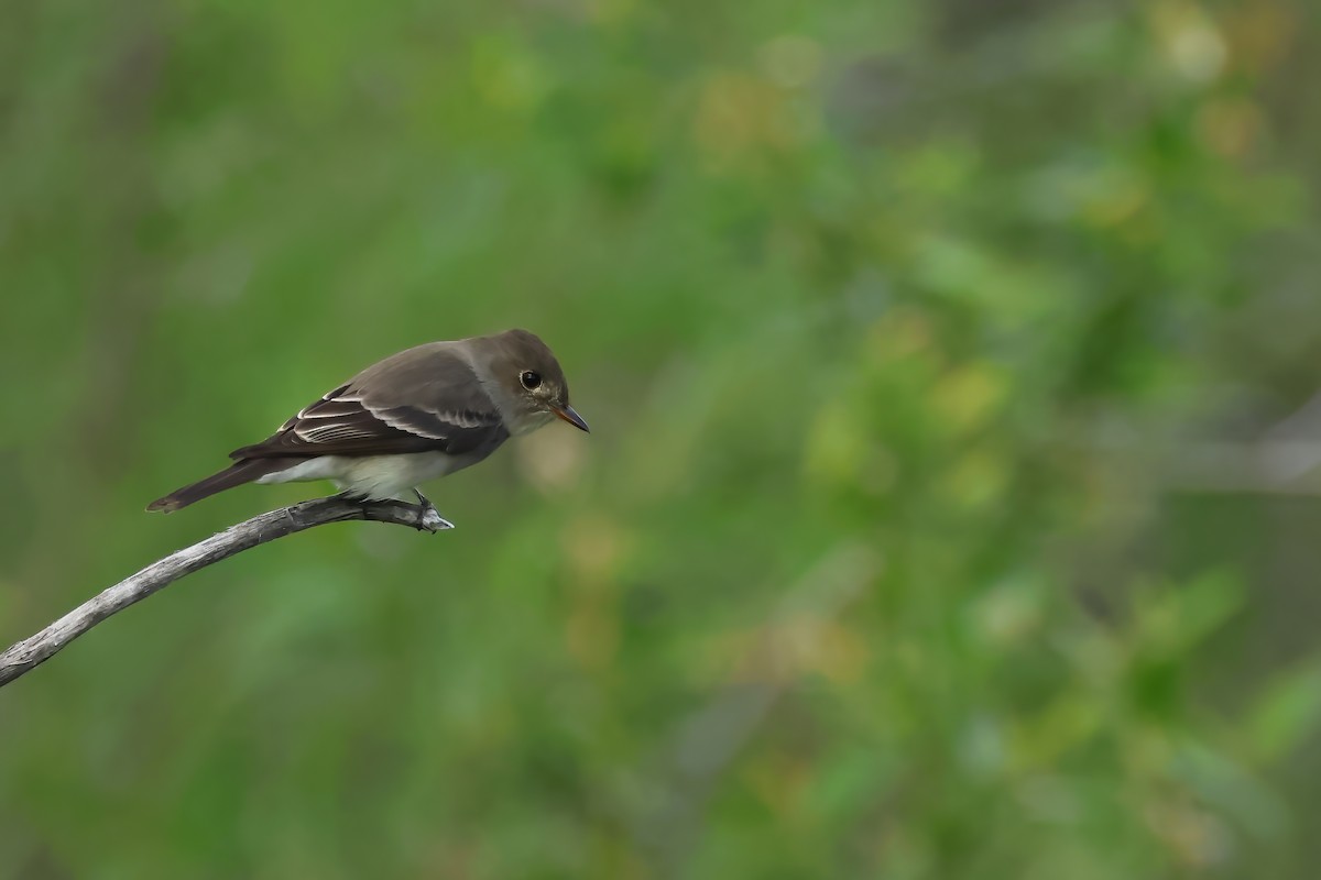 Blasskehl-Schnäppertyrann - ML620540606