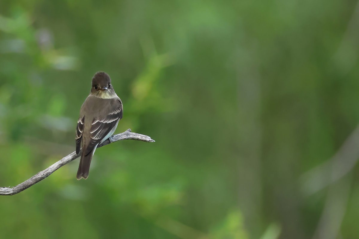 Western Wood-Pewee - ML620540607