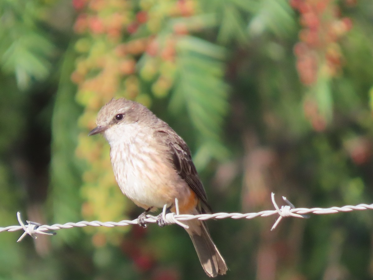 Vermilion Flycatcher (Northern) - ML620540613