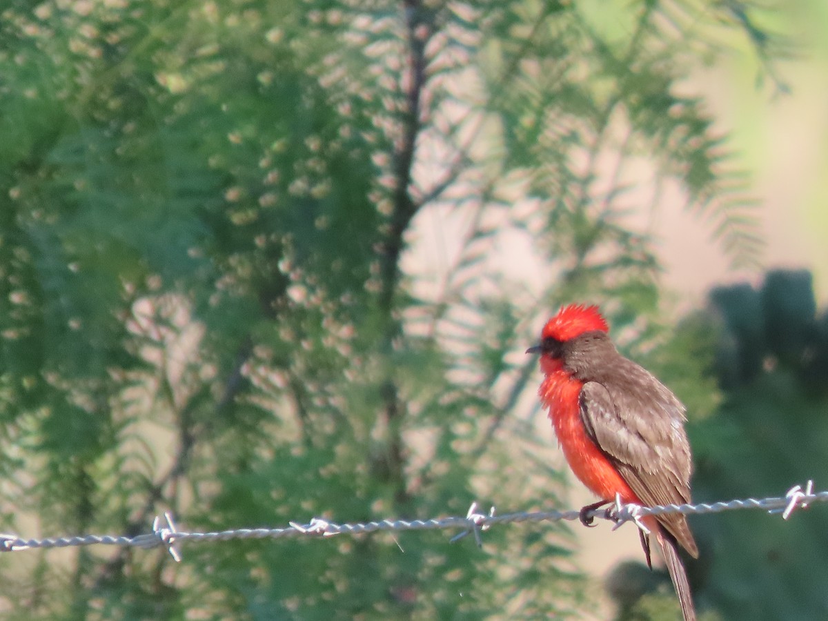 Vermilion Flycatcher (Northern) - ML620540614