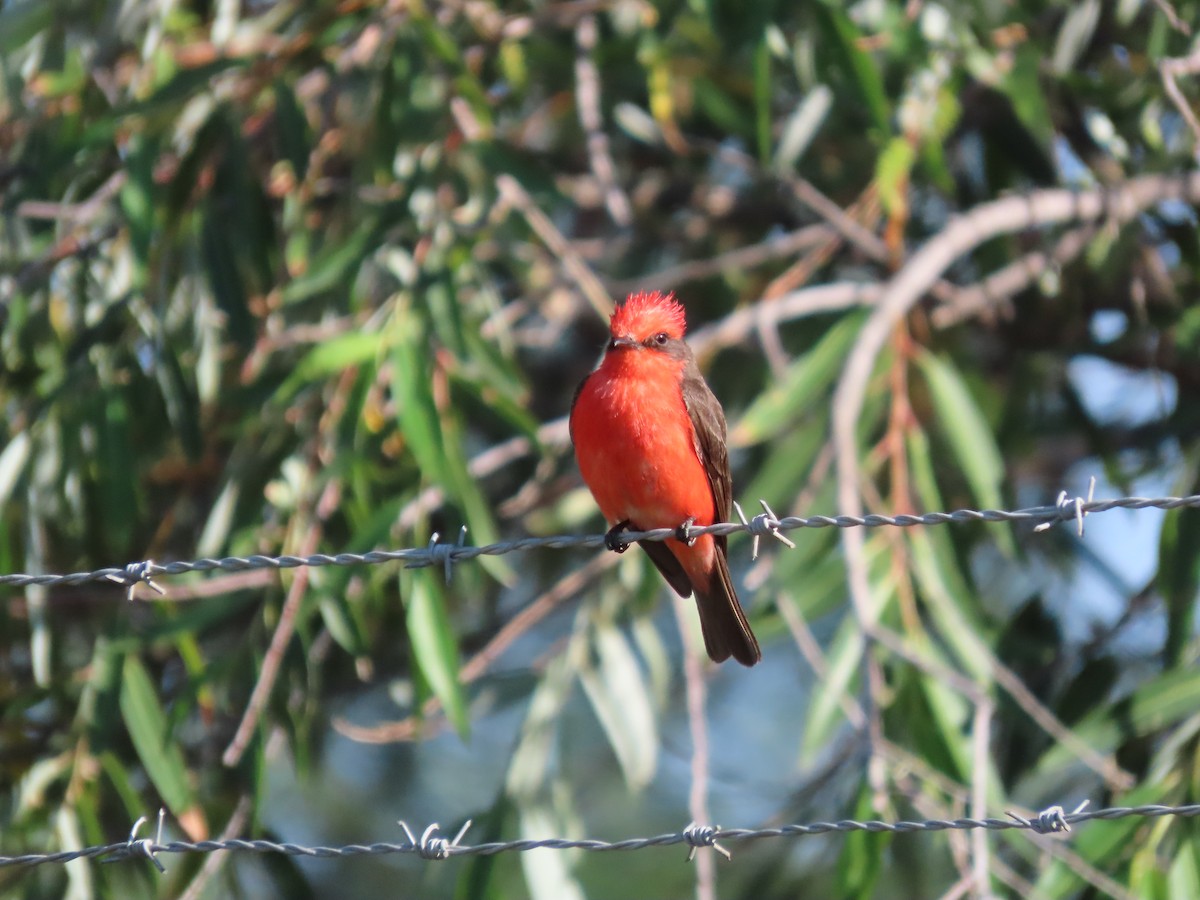 Vermilion Flycatcher (Northern) - ML620540617