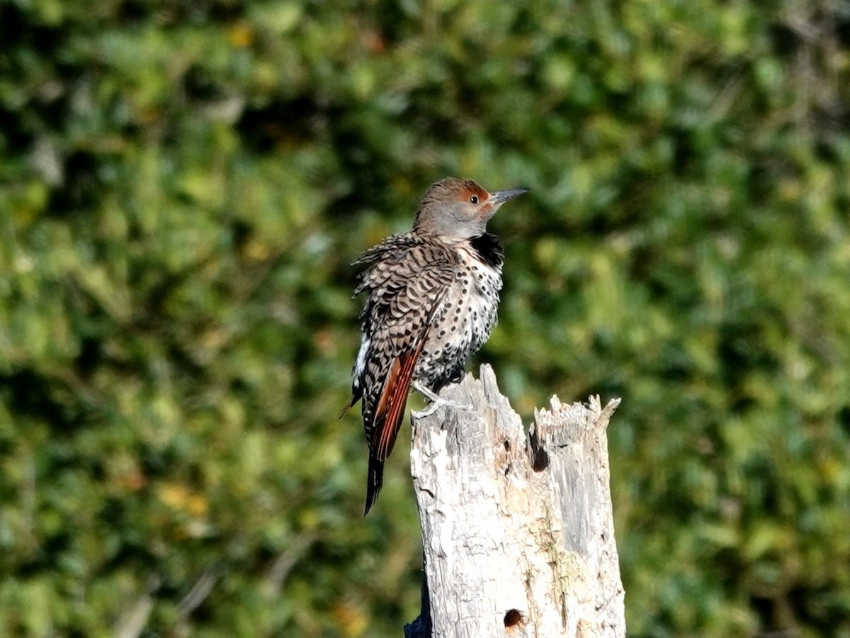 Northern Flicker - ML620540618