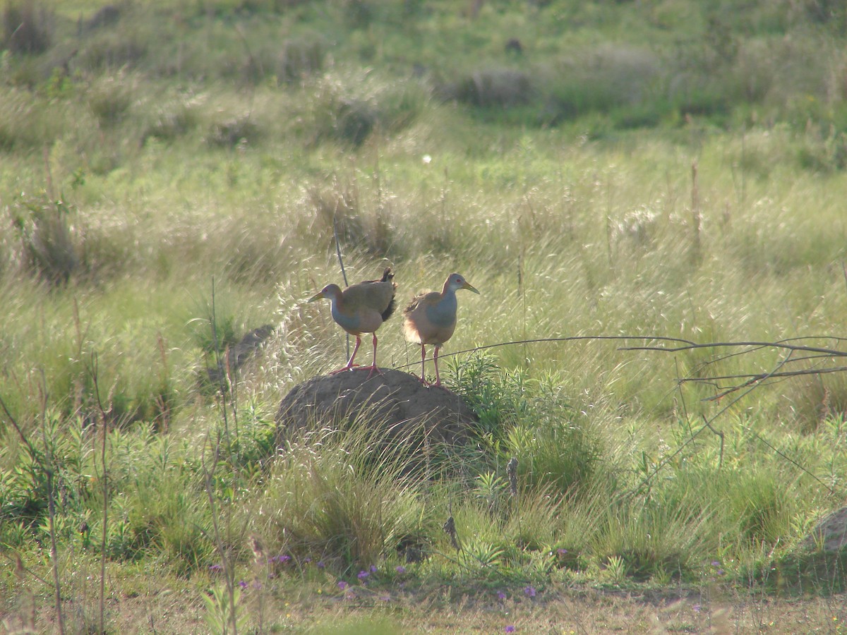 Giant Wood-Rail - ML620540619