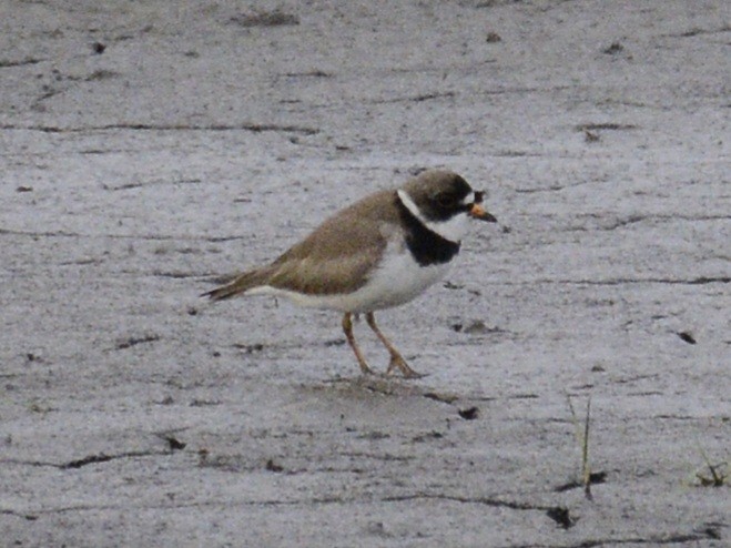 Semipalmated Plover - ML620540622