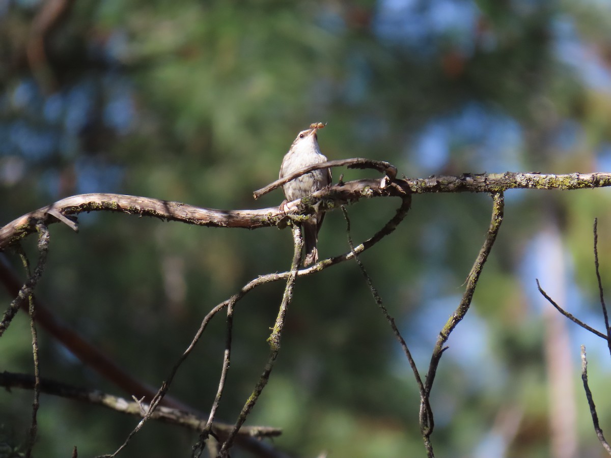 Short-toed Treecreeper - ML620540624