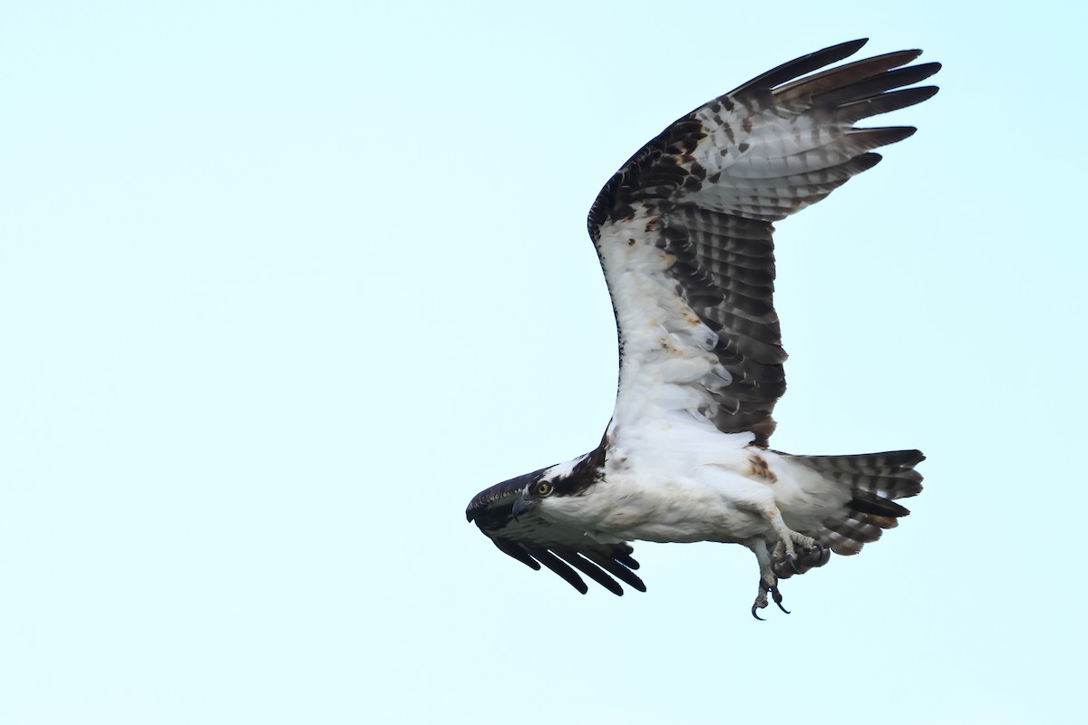 Águila Pescadora - ML620540638