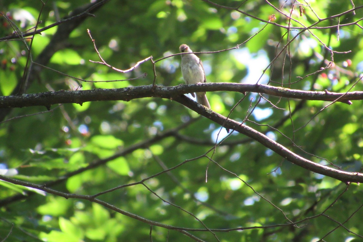 Eurasian Blackcap - ML620540643