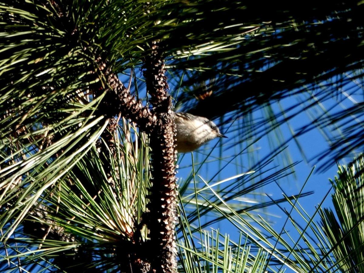 Pygmy Nuthatch - ML620540644