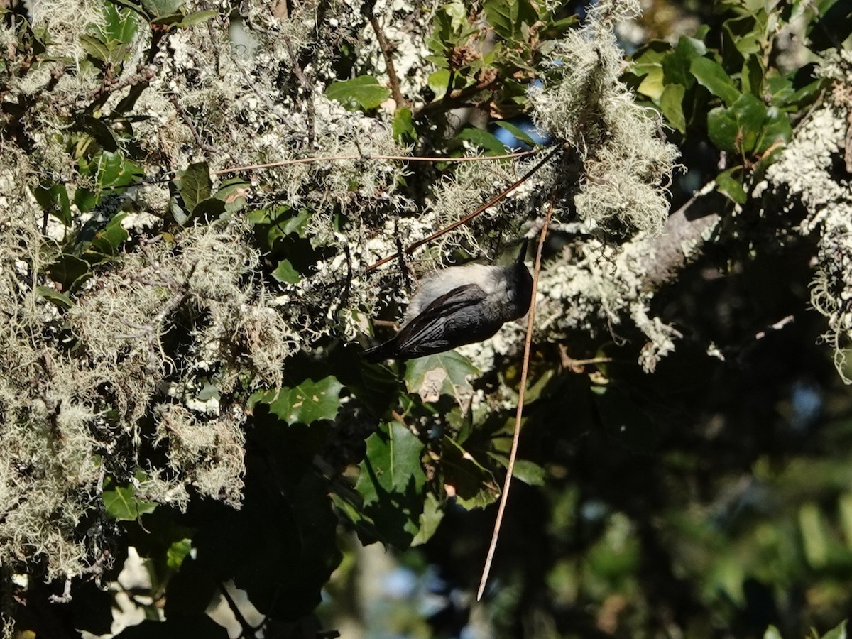 Pygmy Nuthatch - ML620540646