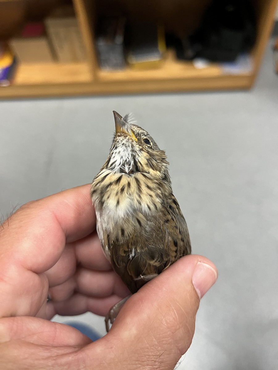 Lincoln's Sparrow - ML620540647