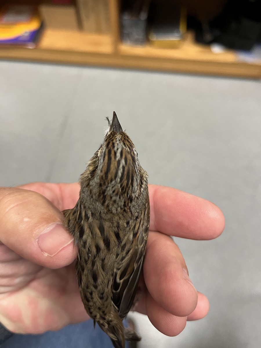 Lincoln's Sparrow - ML620540649