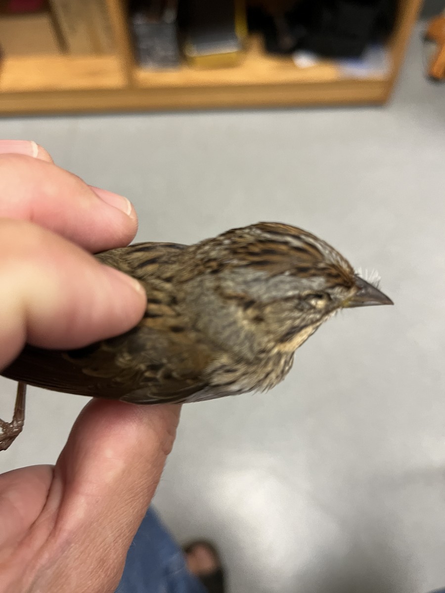 Lincoln's Sparrow - ML620540651