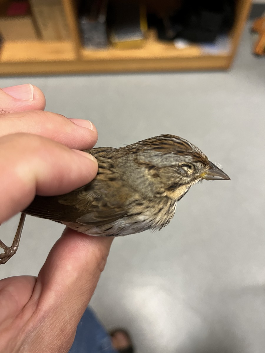 Lincoln's Sparrow - John Johansen