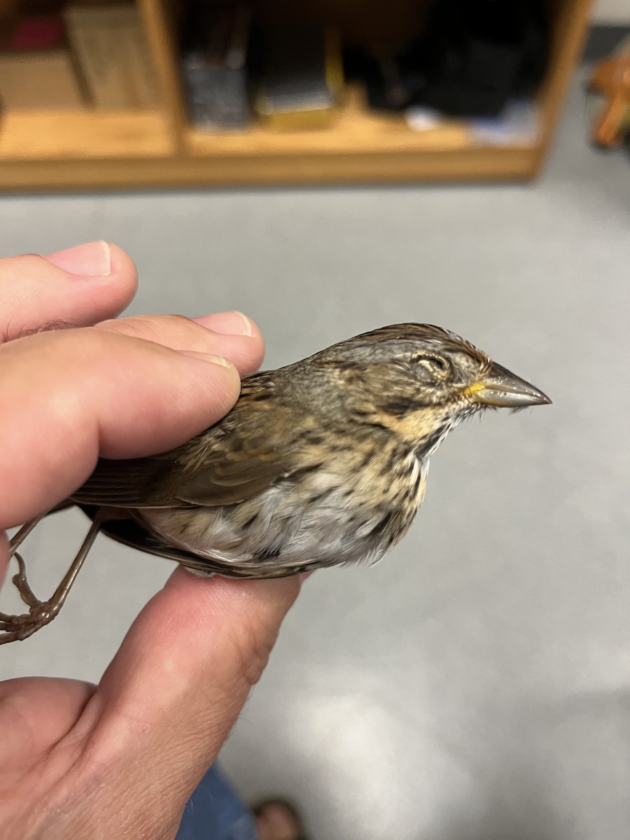 Lincoln's Sparrow - ML620540654