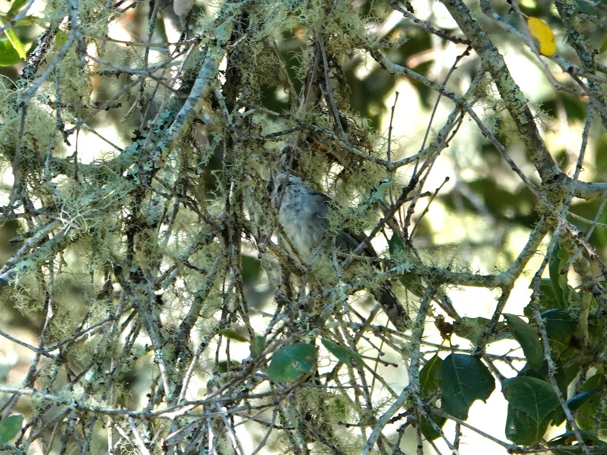 Bewick's Wren - ML620540658