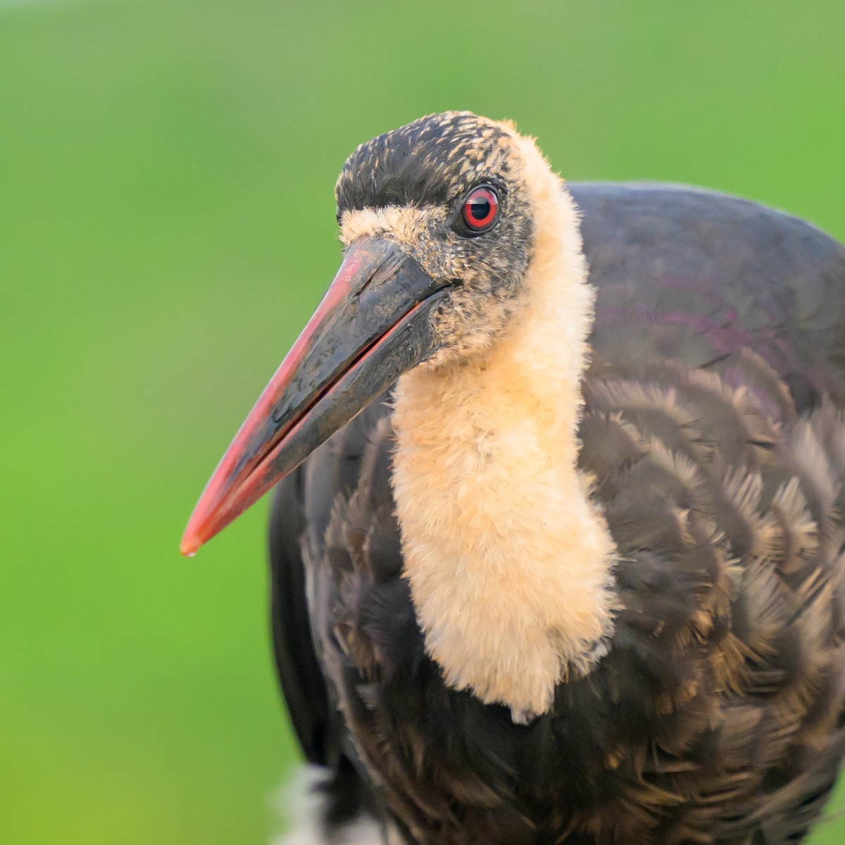 Cigogne à pattes noires - ML620540662