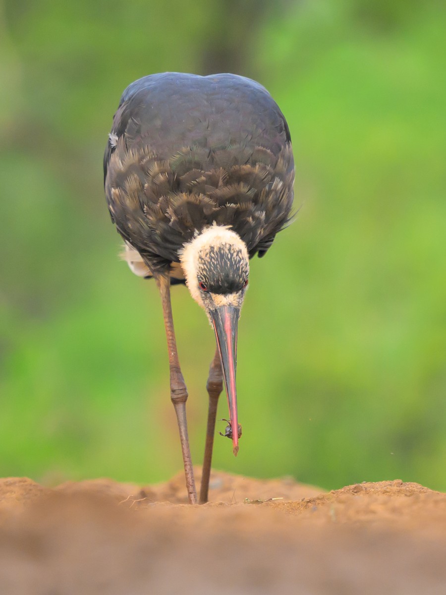African Woolly-necked Stork - ML620540663