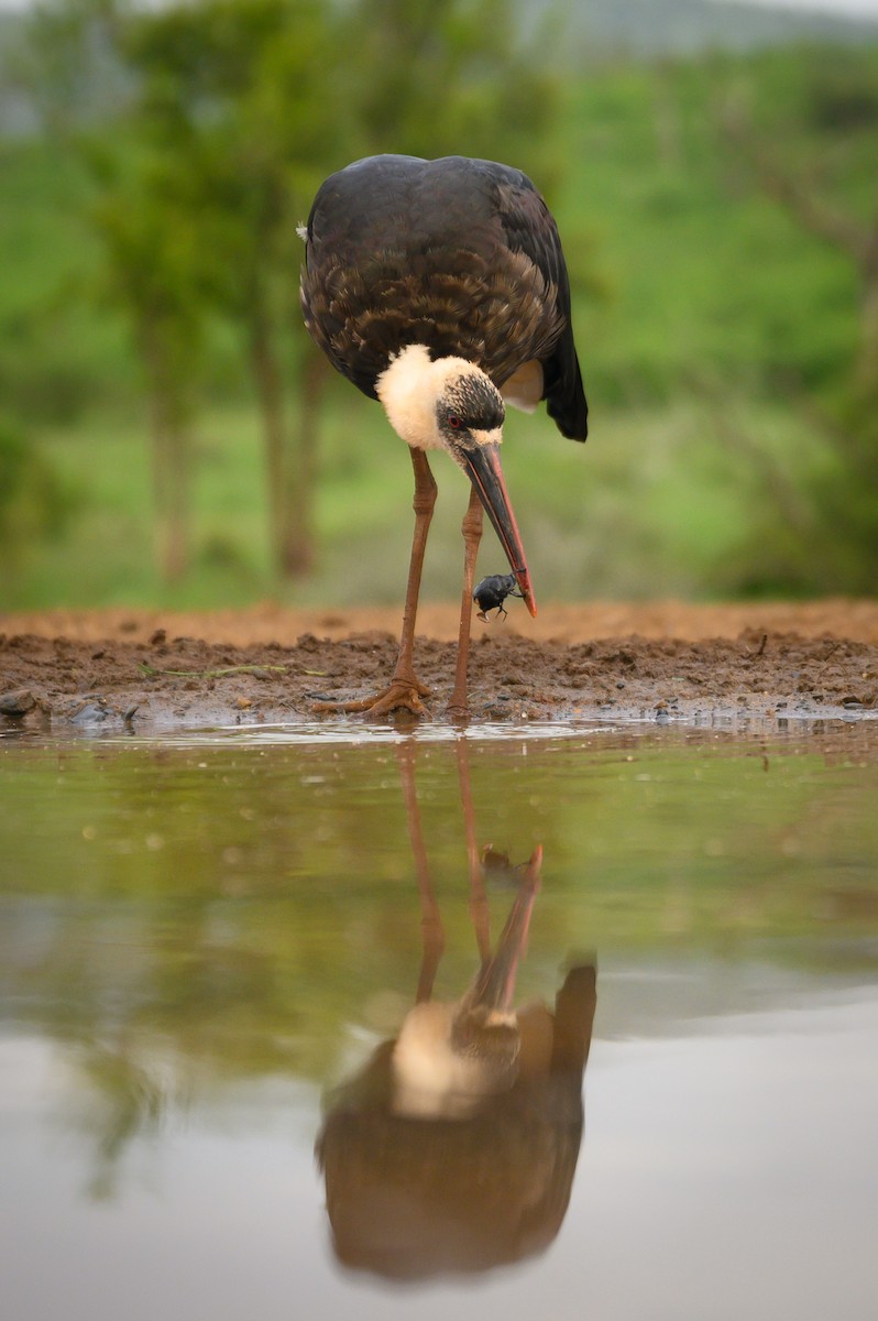 African Woolly-necked Stork - ML620540664