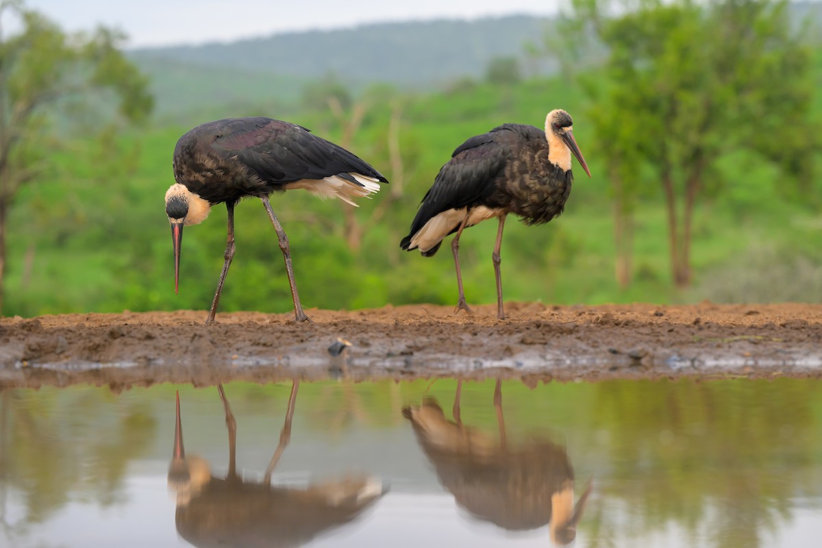 African Woolly-necked Stork - ML620540666