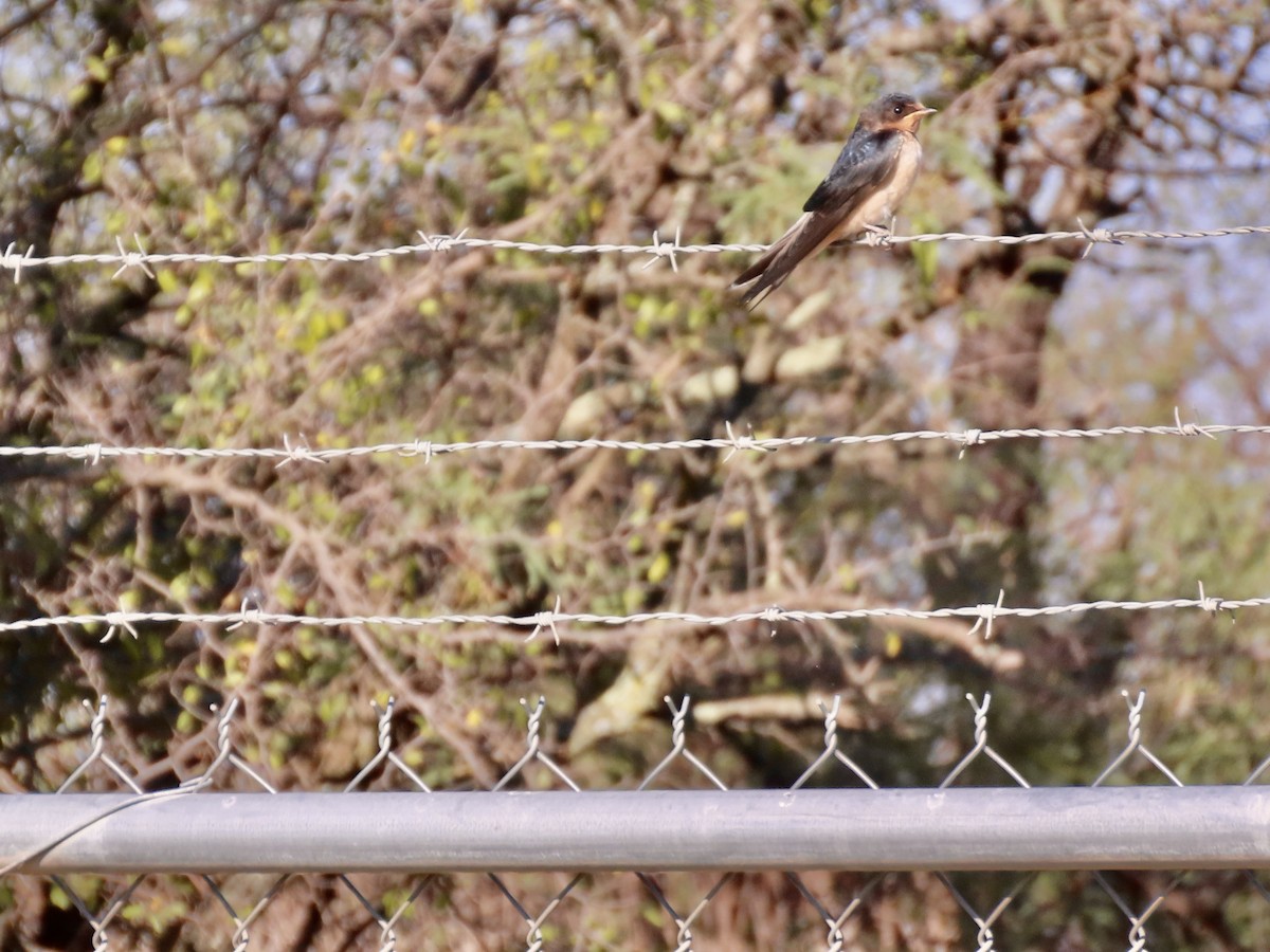 Barn Swallow - ML620540667