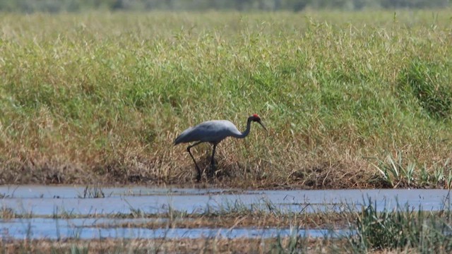 Grue brolga - ML620540675