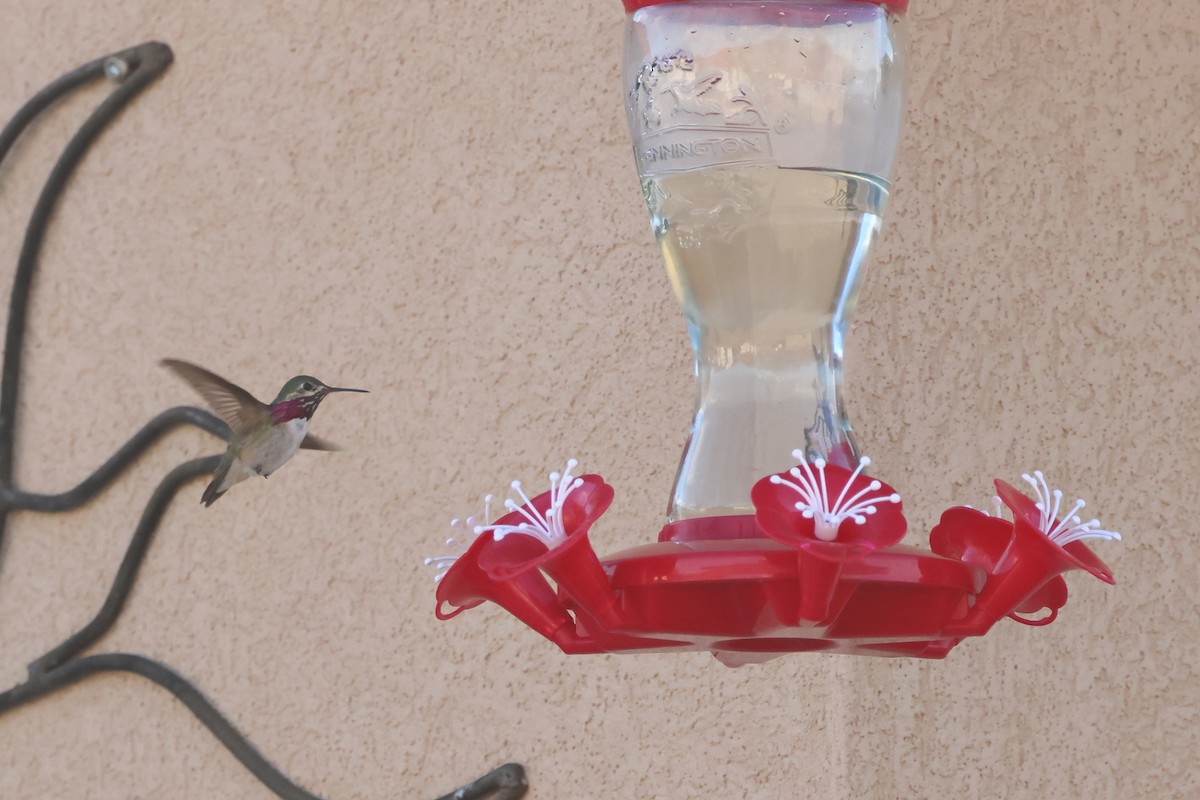 Calliope Hummingbird - ML620540676