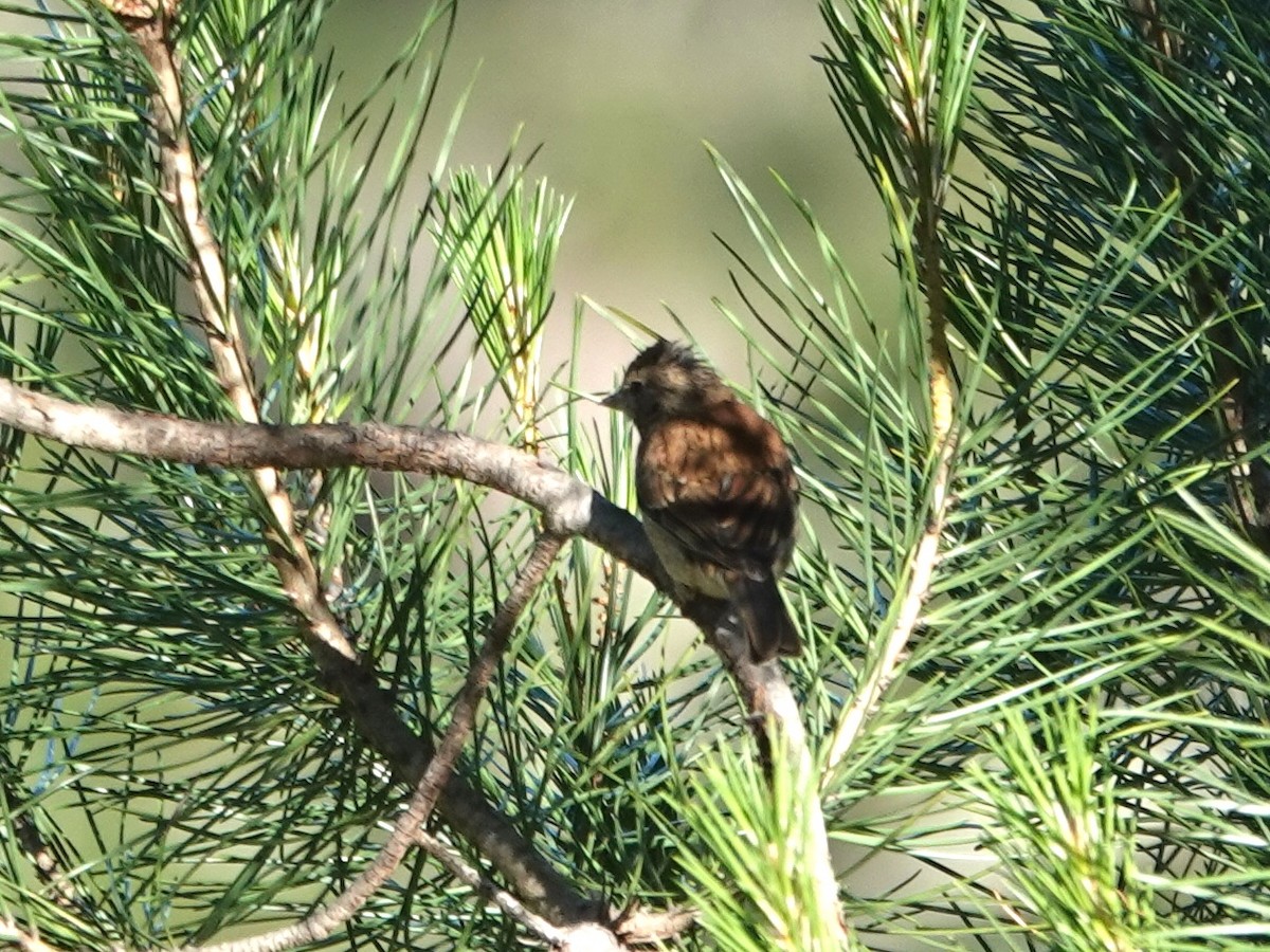 Song Sparrow - ML620540678