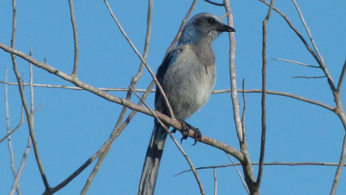 Florida Scrub-Jay - ML620540679