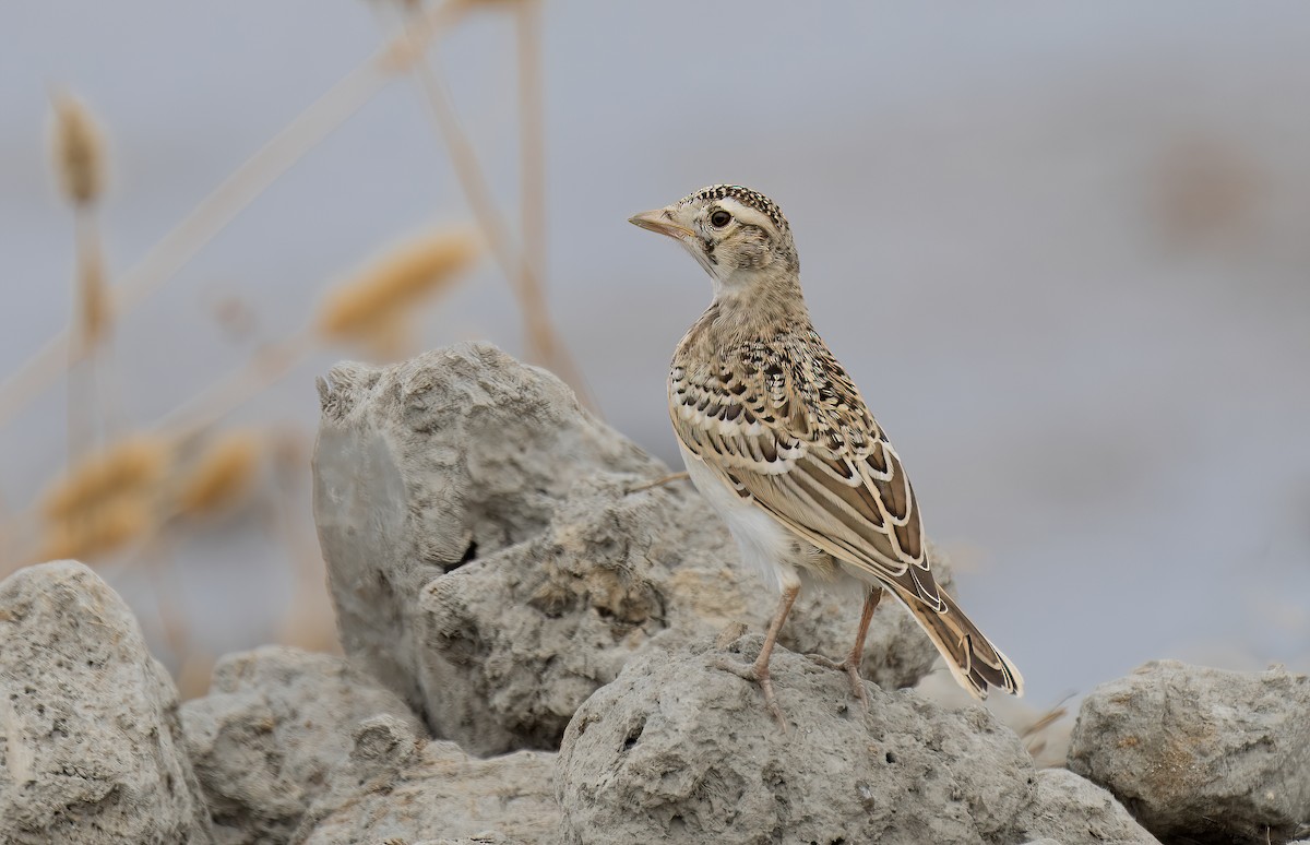 Greater Short-toed Lark - ML620540680