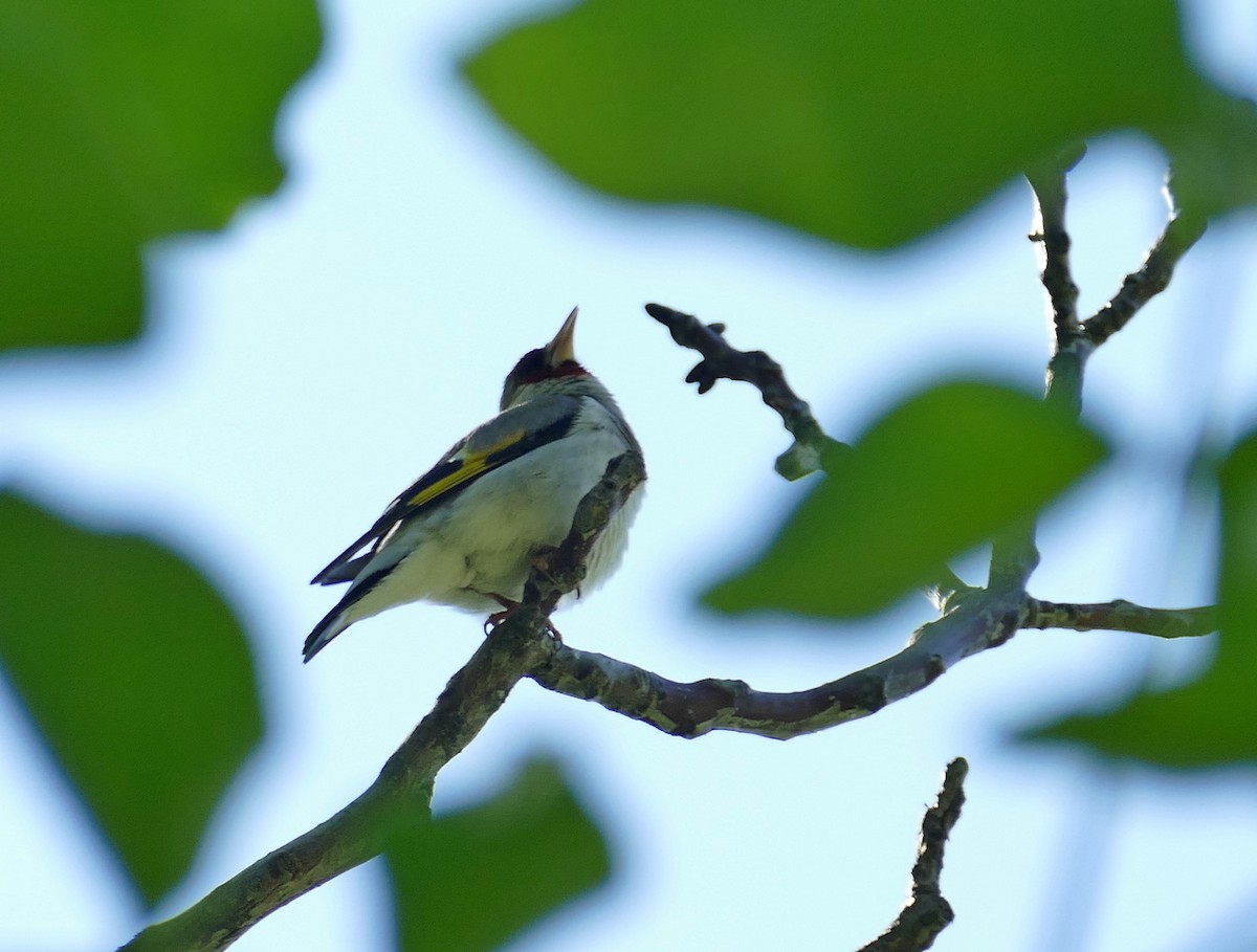 European Goldfinch (Eastern) - ML620540686