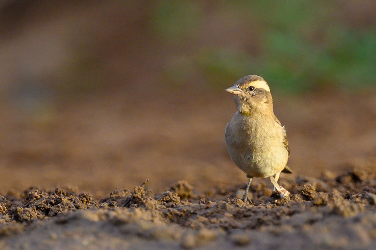 Yellow-throated Bush Sparrow - ML620540689