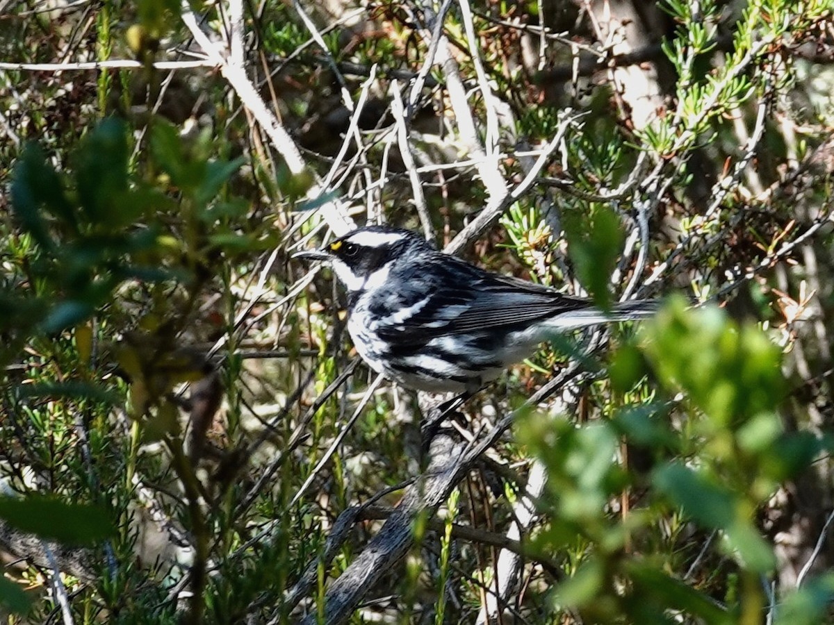 Black-throated Gray Warbler - ML620540693