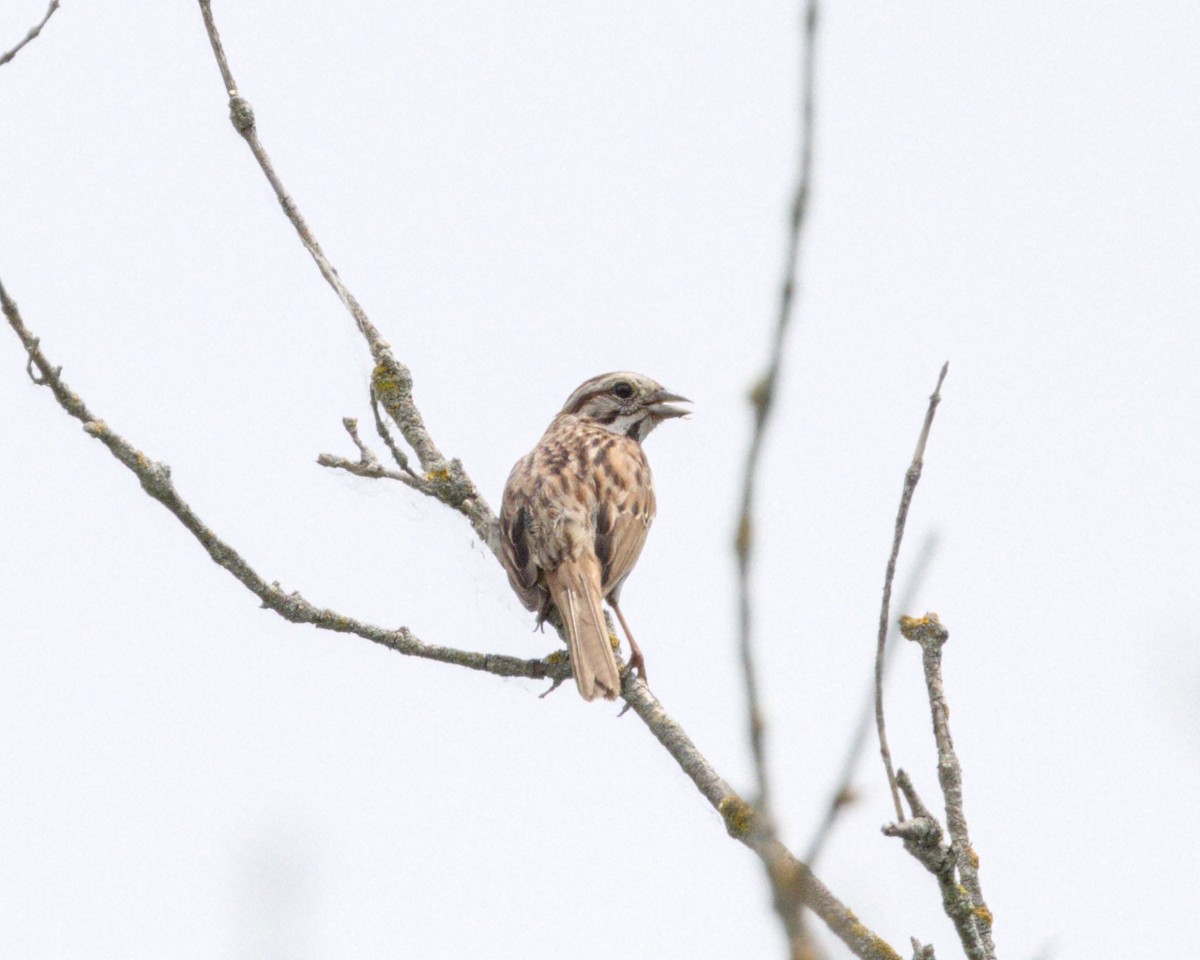 Song Sparrow - Marshall Witkowski