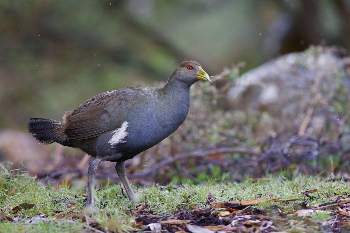 Gallineta de Tasmania - ML620540708