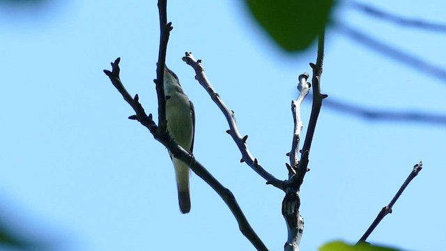 slavík obecný (ssp. golzii) - ML620540716