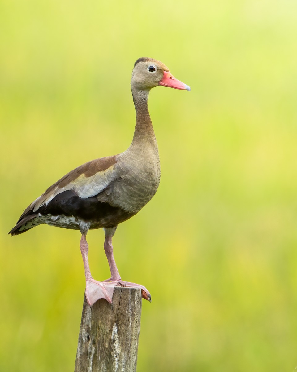 Dendrocygne à ventre noir - ML620540720