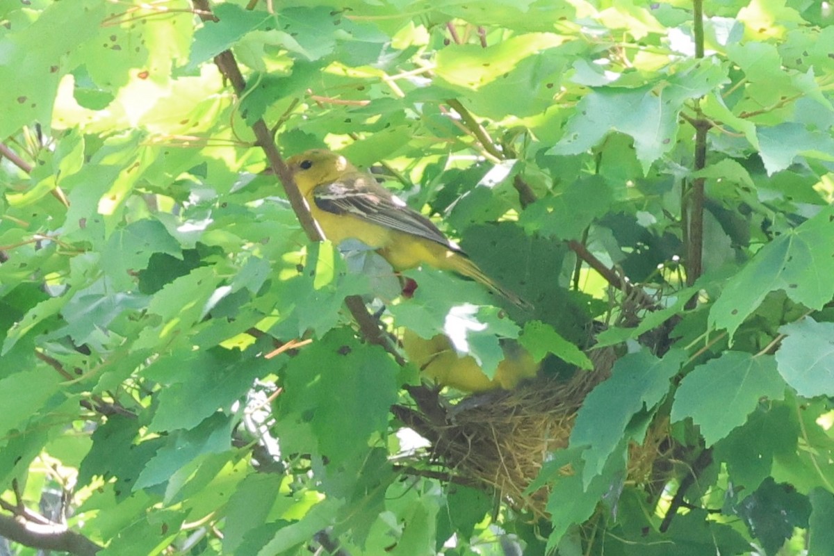 Orchard Oriole - Carolyn Hendricks