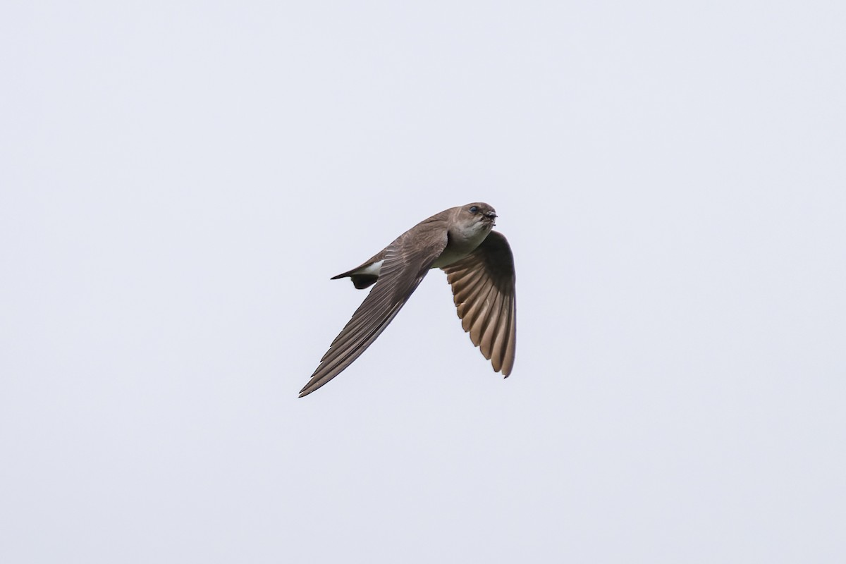 Northern Rough-winged Swallow - ML620540725