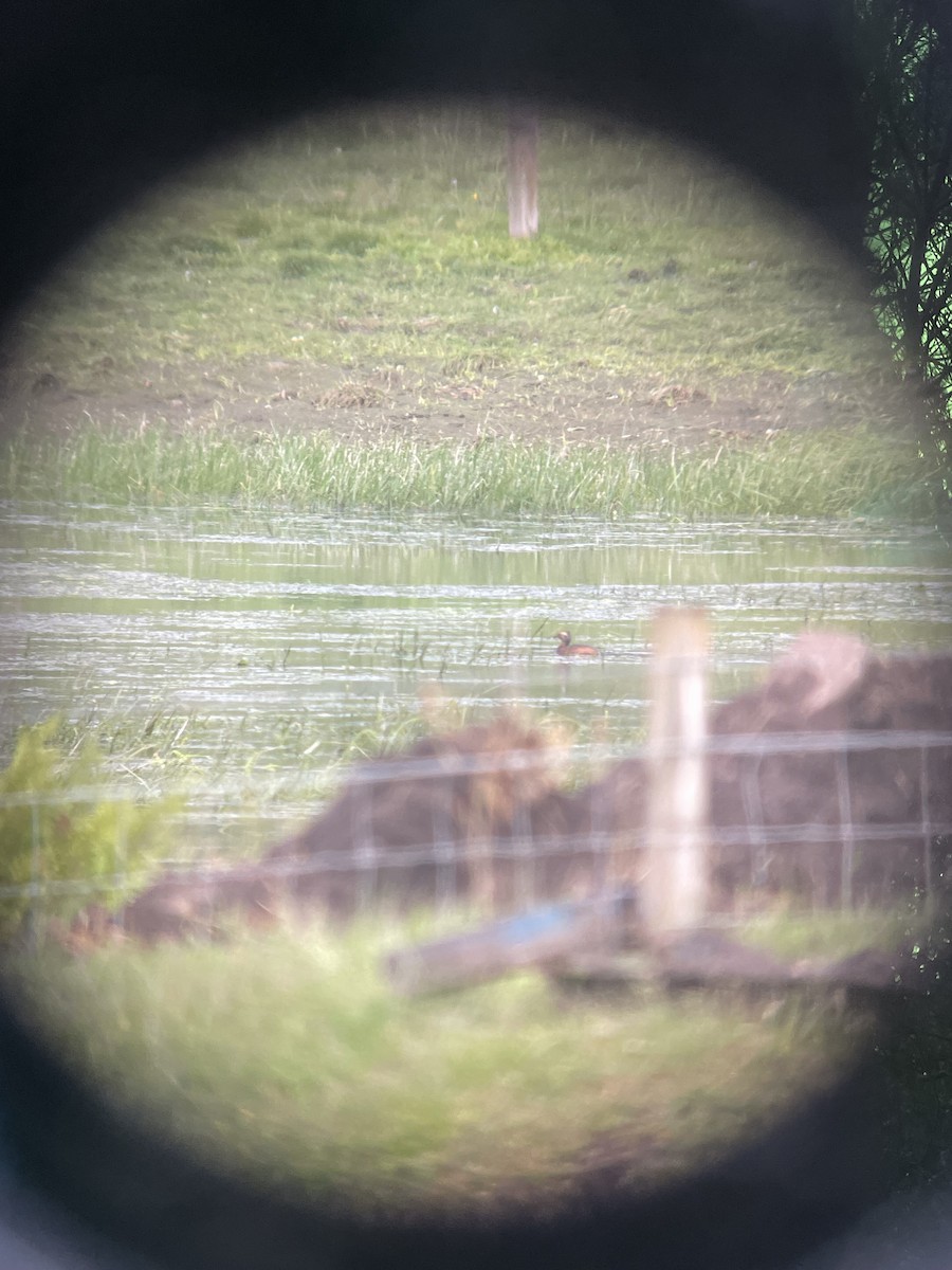 Horned Grebe - ML620540726